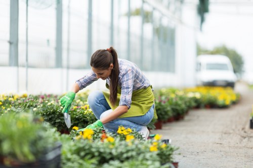 A woman is kneeling in a garden at a nursery or garden centre, tending to flower beds with a small hand trowel. She is dressed in a casual plaid shirt, blue jeans, and green gardening gloves. The flower beds contain colourful blooming flowers, predominantly in yellow and purple, with some green foliage. Behind her, there are additional garden beds and a clear, sunny sky, indicating good weather. The garden is arranged with bordered flower beds along a gravel or dirt pathway, leading towards a greenhouse structure visible in the background, suggesting a well-maintained outdoor environment suitable for gardening services in Chelsea. The scene demonstrates an active gardening task, with neatly organized garden elements and a peaceful outdoor setting, ideal for enhancing or maintaining private or commercial gardens in the local area.