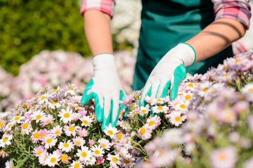 Professional gardener trimming dense hedges