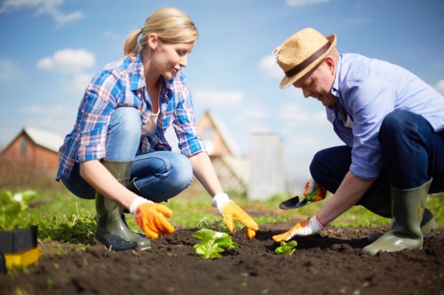 In the image, two individuals are working together in a garden, planting a young leafy green vegetable in freshly turned dark brown soil. The woman, with blonde hair tied back, is wearing a blue plaid shirt, light blue jeans, and orange gardening gloves, kneeling on the grass near the garden bed. The man, wearing a light blue shirt, dark trousers, a straw hat, and green rubber boots, is crouched beside her, also wearing gardening gloves, and appears to be assisting with the planting. Behind them, there is a grassy lawn and a weathered wooden shed, set under a clear blue sky with some scattered clouds, indicating a bright, sunny day. The garden area is bordered by a low edge, with patches of grass surrounding the cultivated plot. The background includes a few trees and fencing, suggesting a private backyard in Chelsea, UK, where gardening services are often utilized to maintain outdoor spaces. This scene exemplifies outdoor gardening activity focused on cultivating vegetables, with a tidy, well-organized garden layout featuring rich soil and lush greenery, supported by professional gardening expertise from Gardening Services Chelsea.